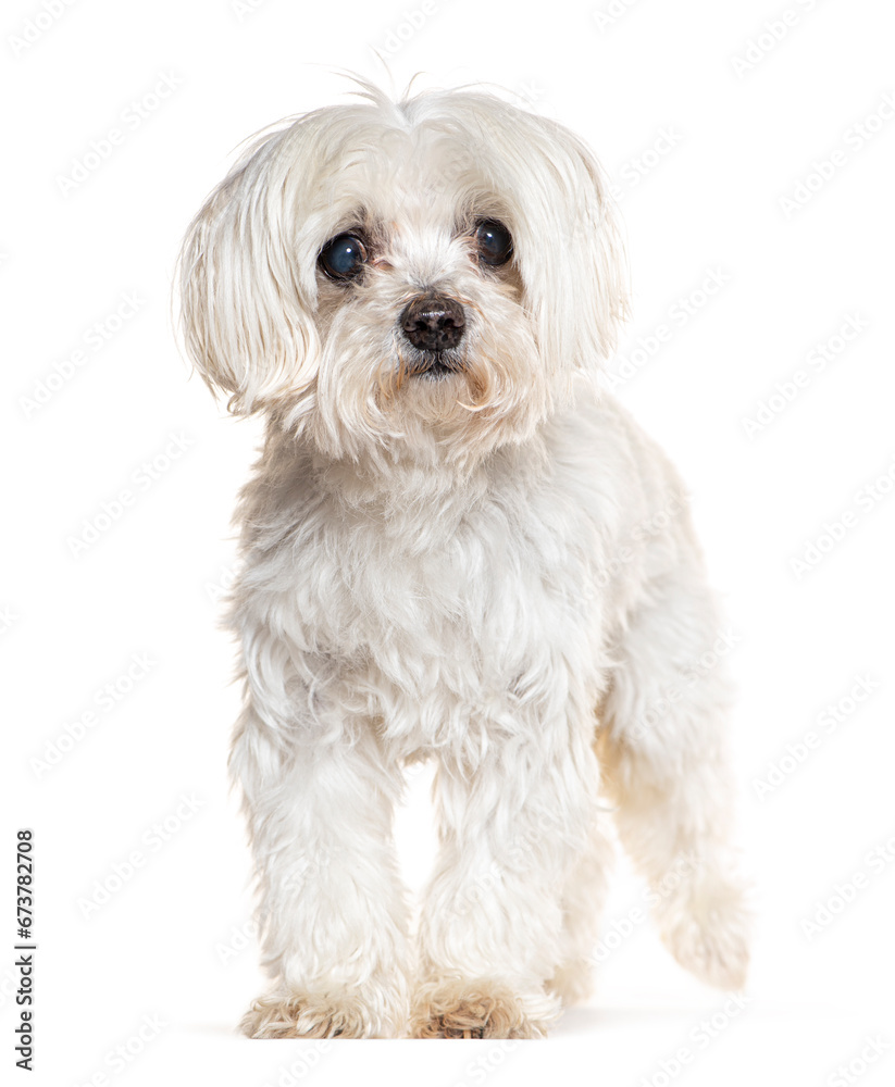 Maltese dog, isolated on white Maltese dog, isolated on white
