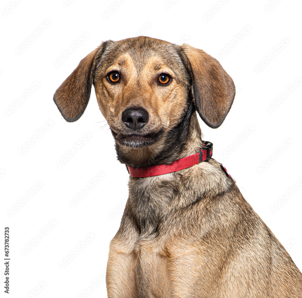 Crossbreed dog wearing a red collar, isolated on white