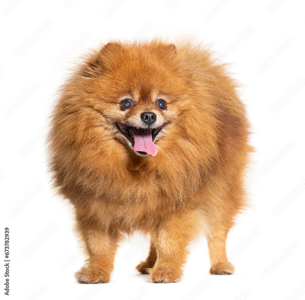 Panting Keeshond isolated on white