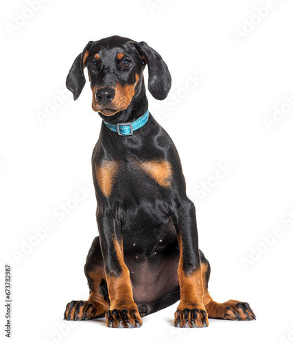 Three months old puppy Doberman with blue collar, isolated on white