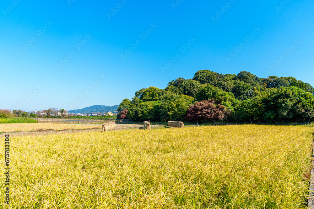 Fototapeta premium 【奈良県】桜井市 箸墓古墳 (2023/11/01 撮影)