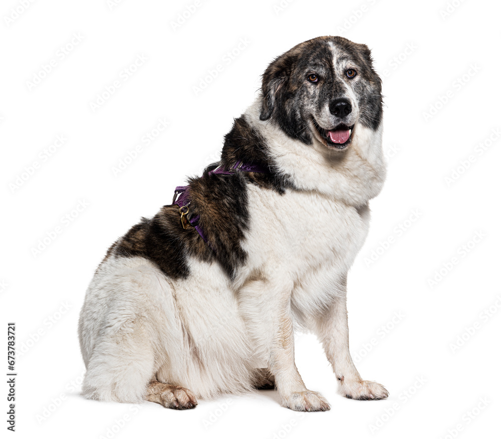 Carpathian Shepherd Dog wearing an harness, isolated on white. Carpathian Shepherd Dog wearing an harness, isolated on white.