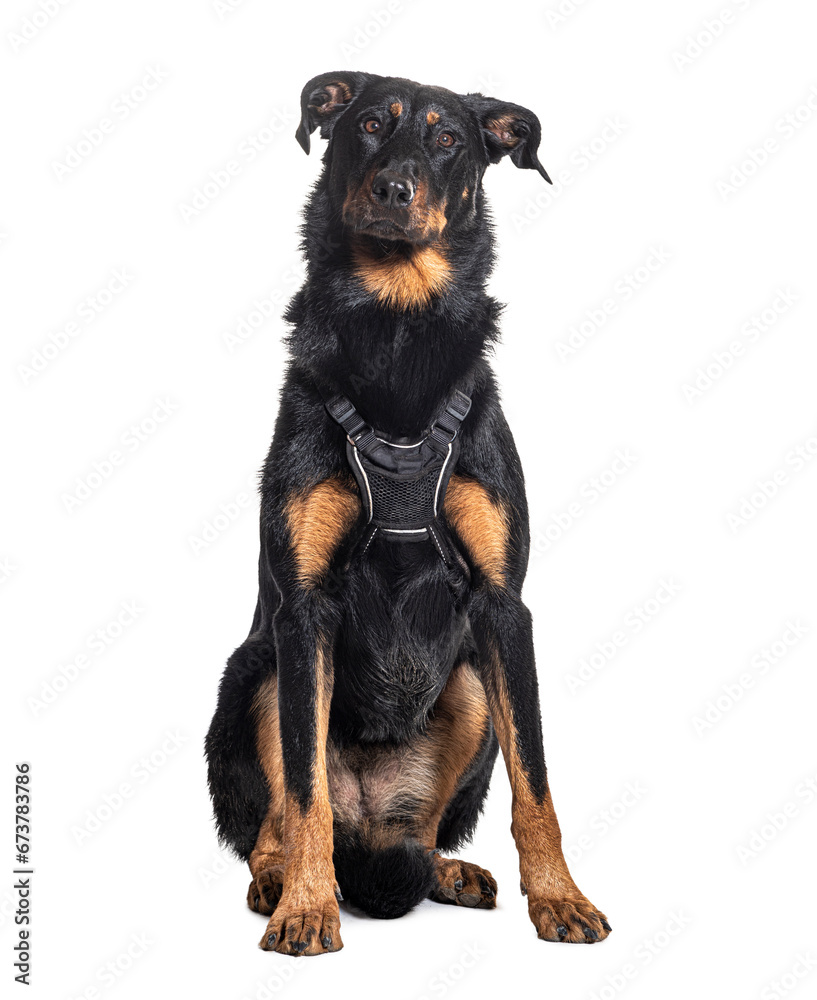 beauceron dog, with harness, isolated on white