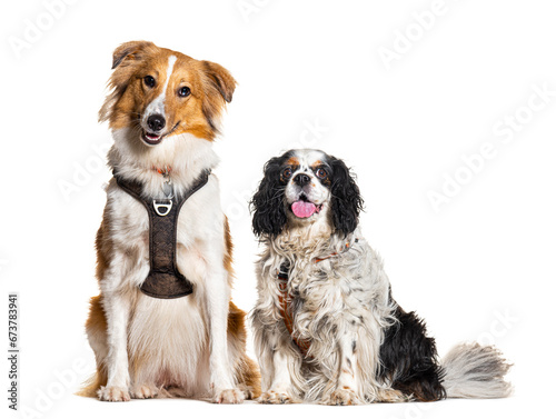 Two dogs sitting together wearing harness, isolated on white © Eric Isselée