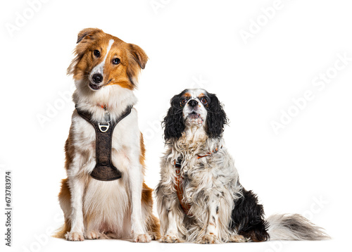 Photography Two dogs sitting together wearing harness, isolated on white