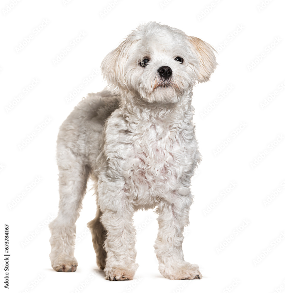 Maltese dog, isolated on white