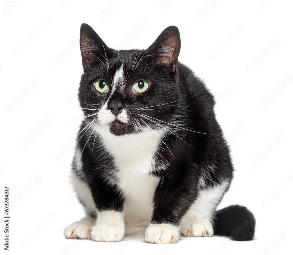 Black and white Crossbreed cat, isolated on white
