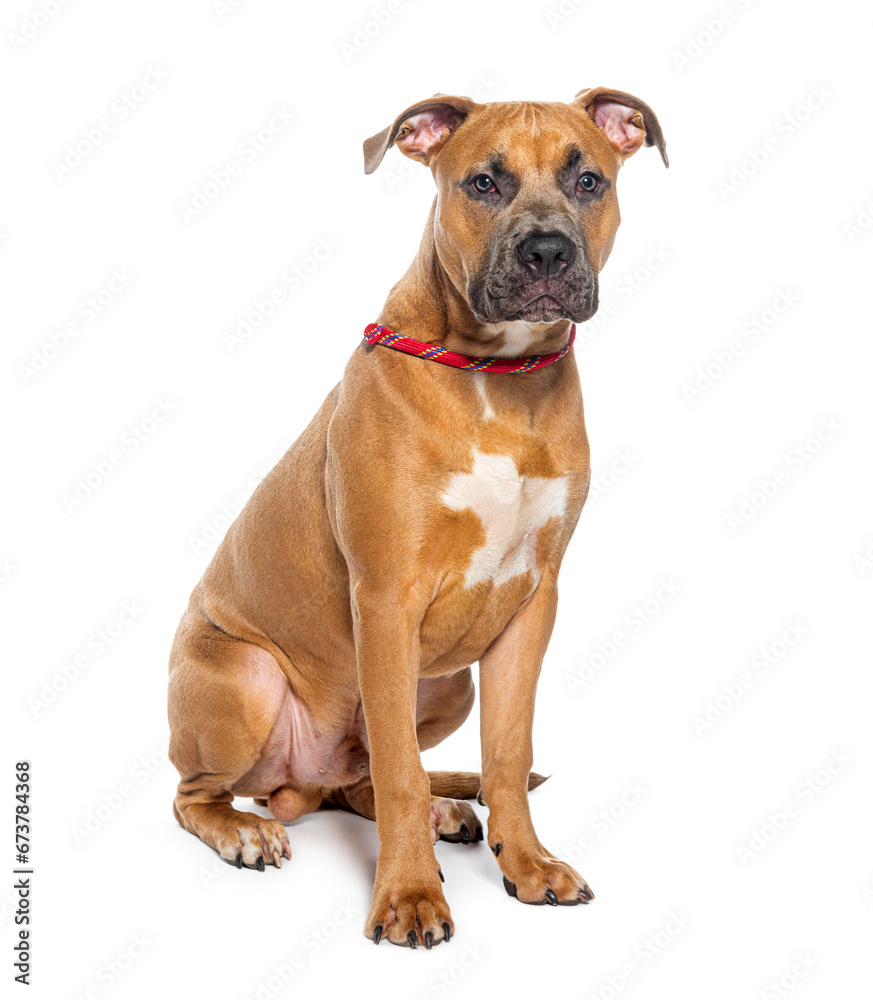 Am Staff wearing a red collar dog, isolated on white