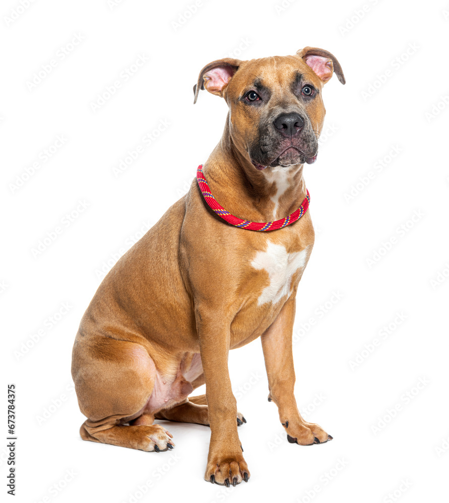 Am Staff wearing a red collar dog, isolated on white