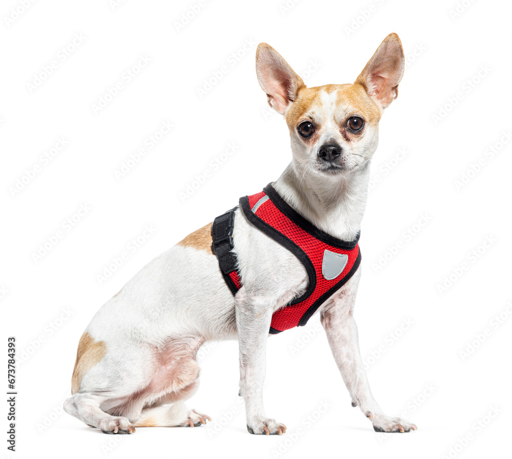 Chihuahua dog with harness , isolated dog