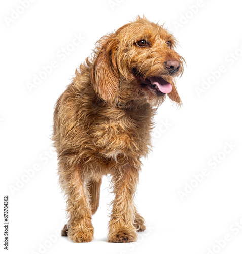 Basset fauve de Bretagne, isolated on white