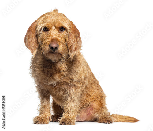 Fotografía Basset fauve de Bretagne, isolated on white