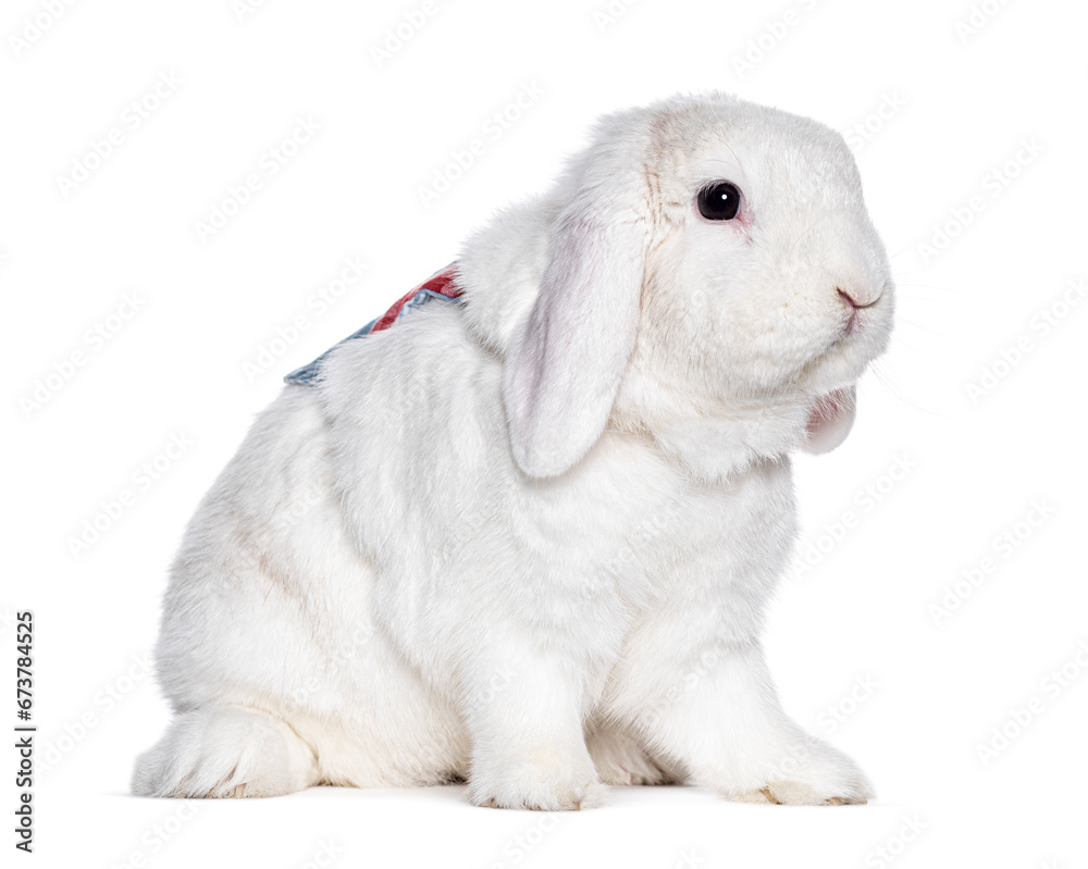 Dwarf lop Rabbit wearing a harness, isolated on white Dwarf lop Rabbit wearing a harness, isolated on white