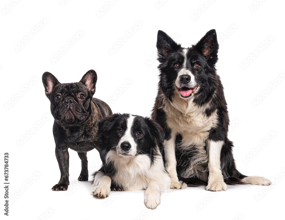 Border collie dogs and a french bulldog Border collie dogs and a french bulldog