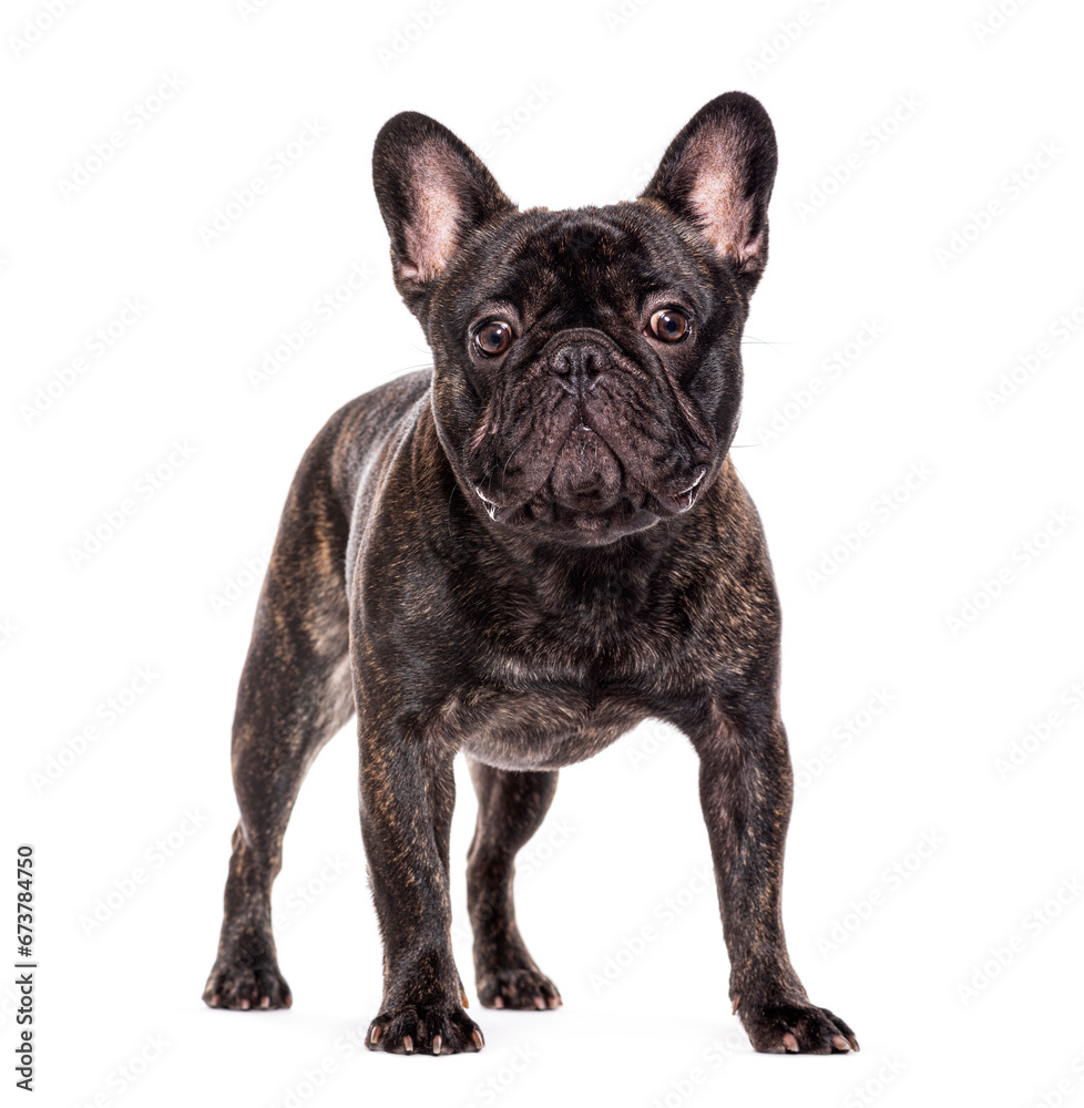 Standing three French bulldog, isolated on white