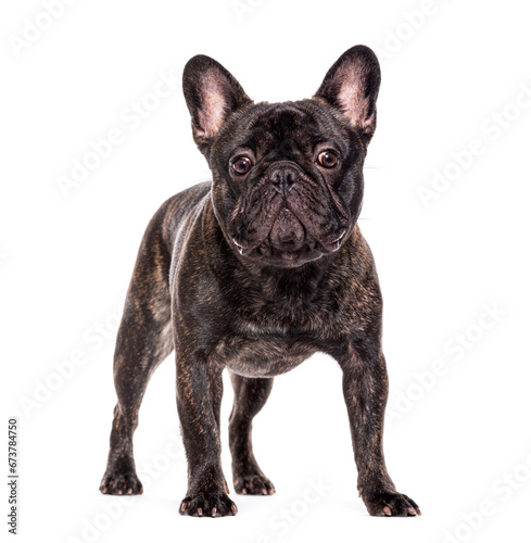 Standing three French bulldog, isolated on white © Eric Isselée