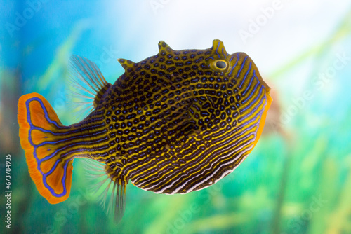 Aracana ornata marine fish, the ornate cowfish in an aquarium
