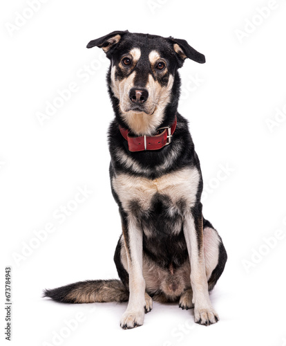 Mongrel dog wearing a red collar  isolated on white