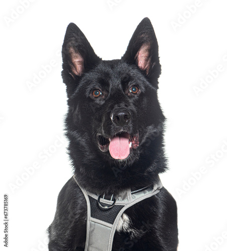 Head shot of a panting Crossbreed wearing a harness, Isolated on white