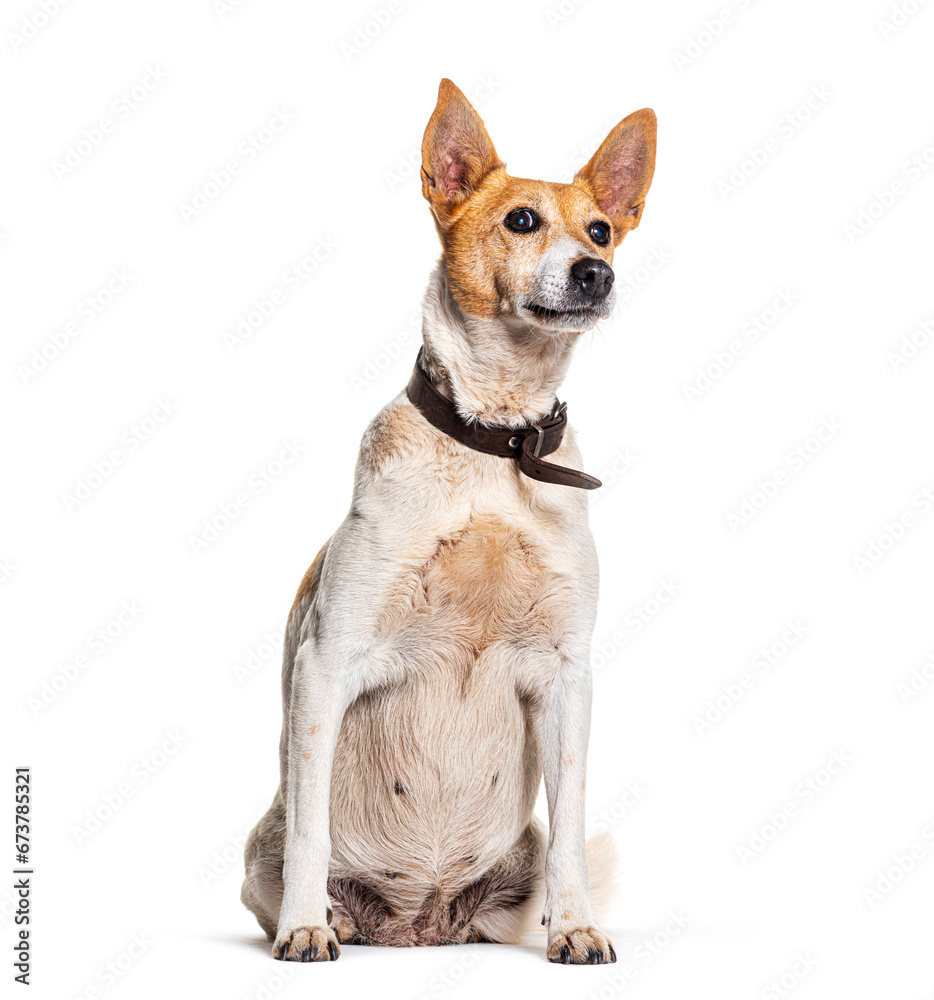 Crossbreed dog with a collar sitting and looking away up, Isolated on white, Isolated on white Crossbreed dog with a collar sitting and looking away up, Isolated on white, Isolated on white
