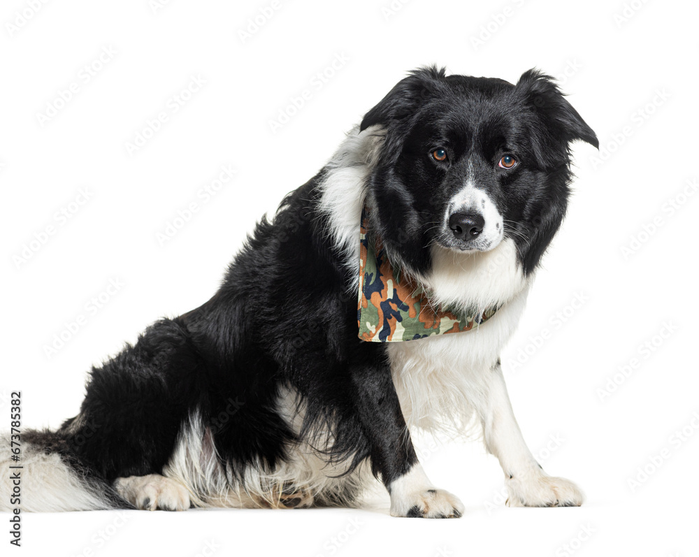 Border collie, isolated on white Border collie, isolated on white