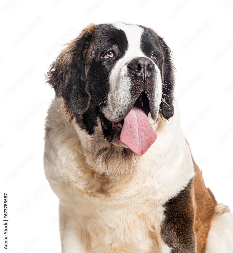 Obraz premium Saint Bernard panting, isolated on white
