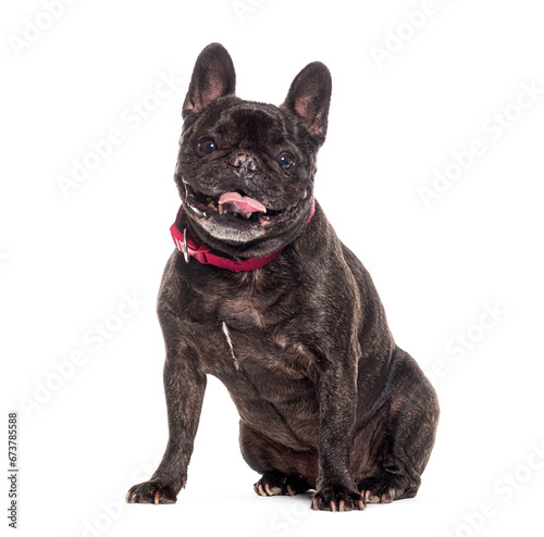 Old French bulldog graying, isolated on white © Eric Isselée