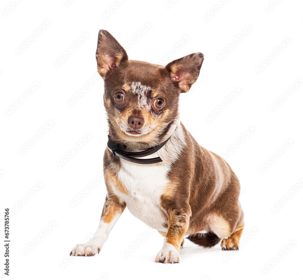 Mongrel wearing a dog collar, isolated on white