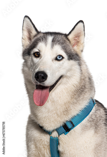 Head shot of a Husky panting and wearing an harness  isolated on white