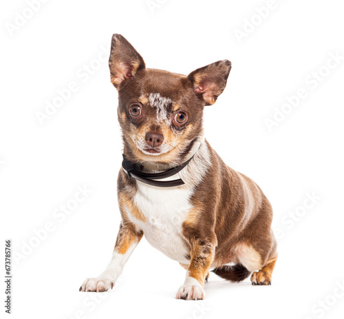 Mongrel wearing a dog collar, isolated on white
