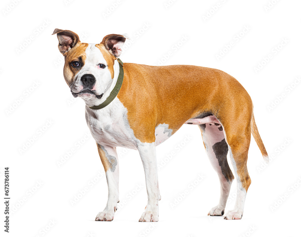 American Staffordshire terrier wearing a dog collar, isolated on white