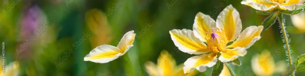 Banner yellow flowers and flying petal on blurred natural background, place to insert text, background for your design, concept Valentine's or birthday or Mother's Day or Women's Day.