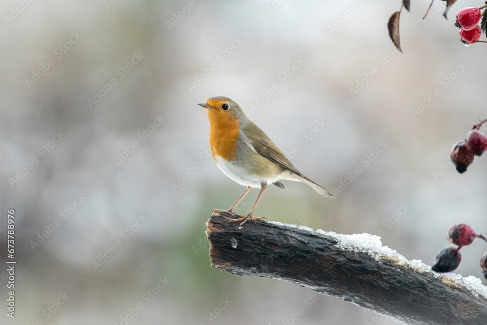 Pensive robin bird or redbreast placed in a winter scene with a little snow on a small trunk and red rosehip berries as a frame, Erithacus rubecula, Christmas scene.