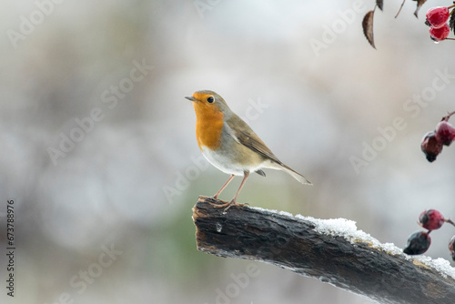 Pensive robin bird or redbreast placed in a winter scene with a little snow on a small trunk and red rosehip berries as a frame, Erithacus rubecula, Christmas scene. © Dario
