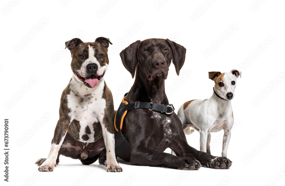 Fototapeta premium Lying down German Pointer dog, isolated on white