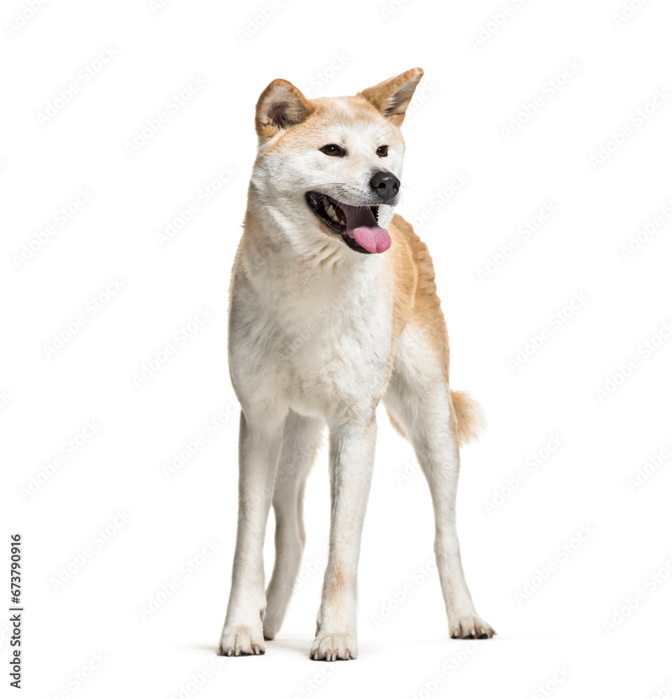 Panting Akita Inu dog panting on white background