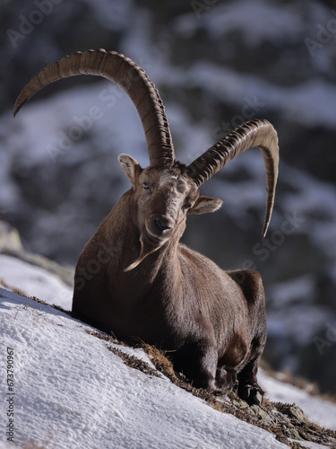 Ibex in the snow © Alessia
