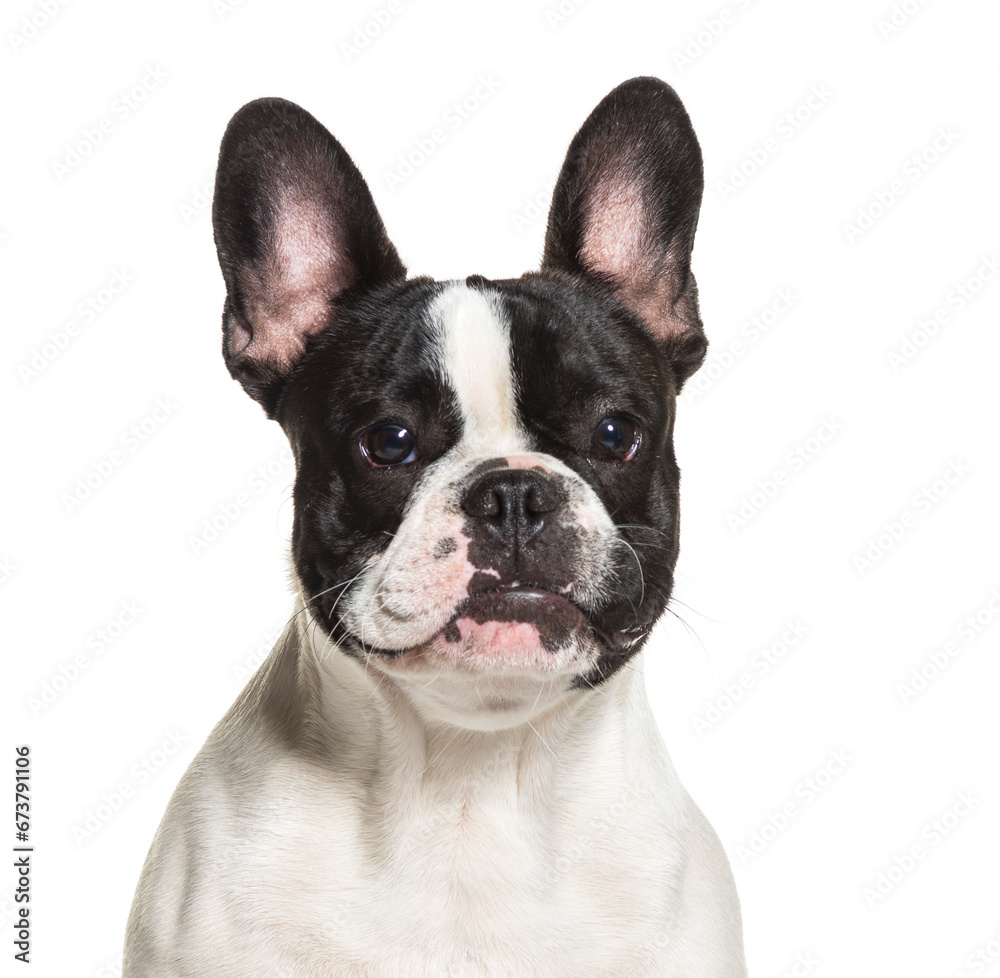 Close-up on a Black and white French Bulldog, isolated on white