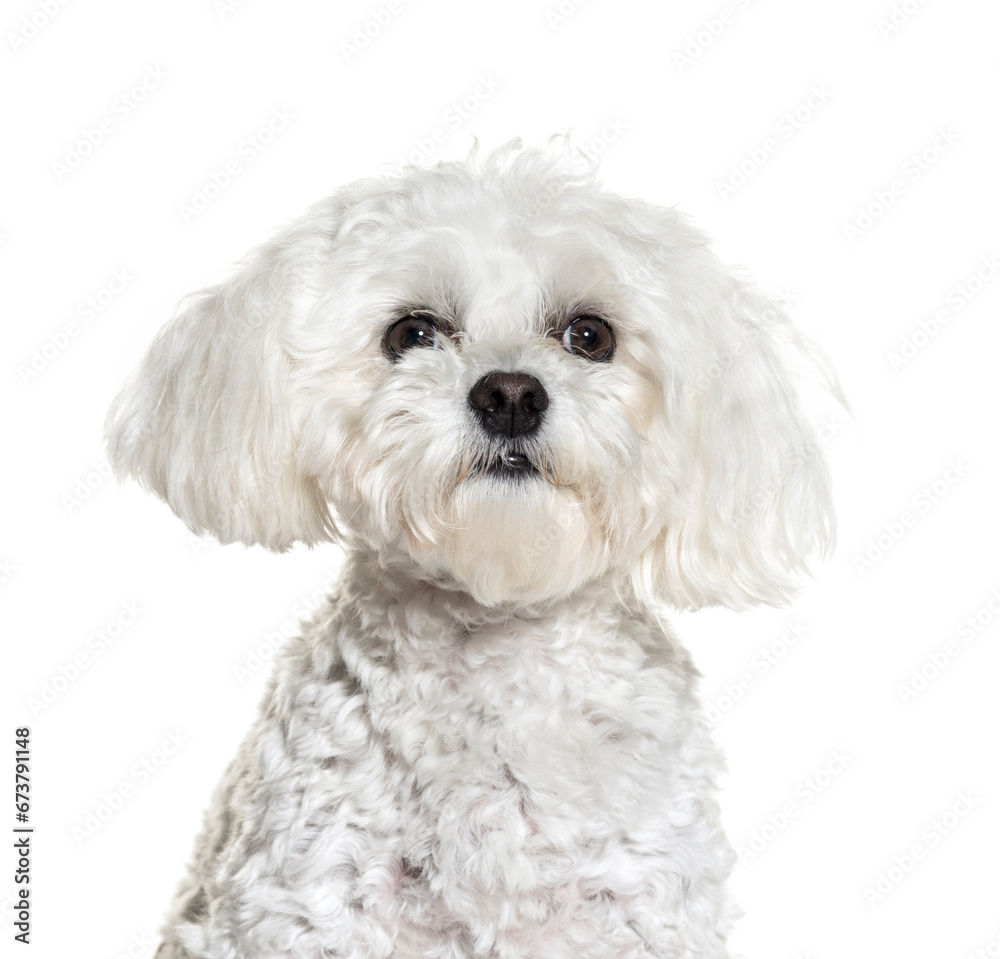 Close-up on a Maltese Dog, Isolated on white Close-up on a Maltese Dog, Isolated on white