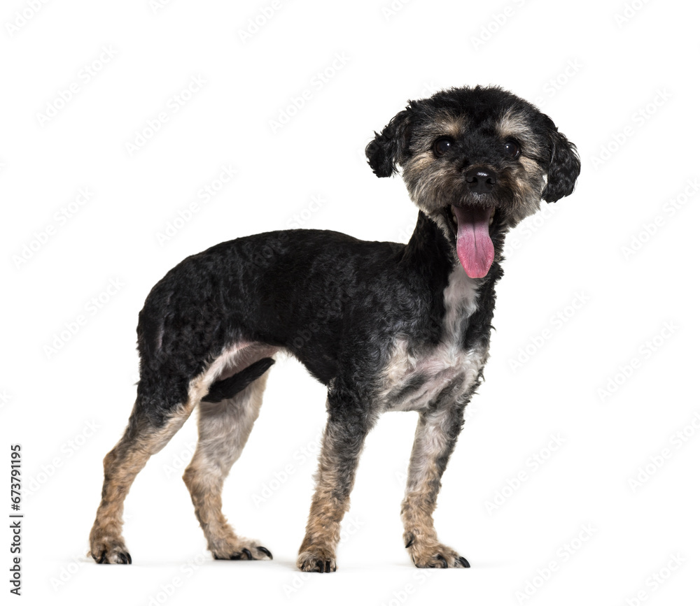 side view of a panting Mixed-breed dog standing, cut-out