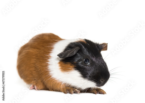 Guinea Pig in front of a white background