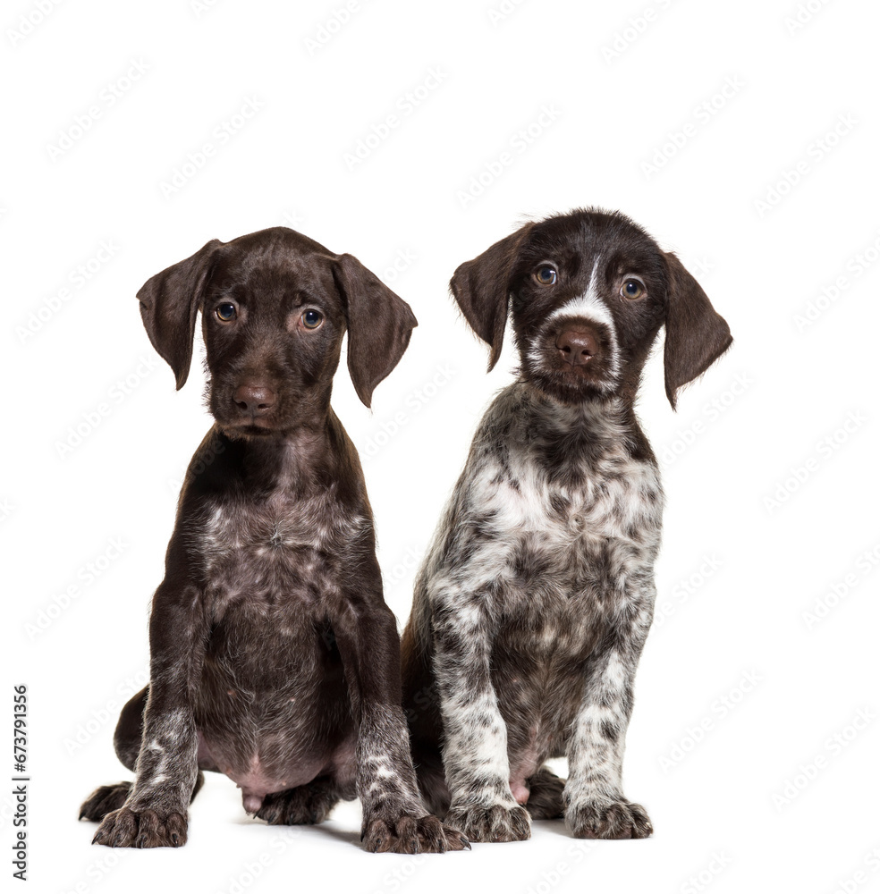 Two Mixed-breed dog sitting together, isolated on white