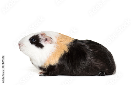 Guinea Pig in front of a white background photo