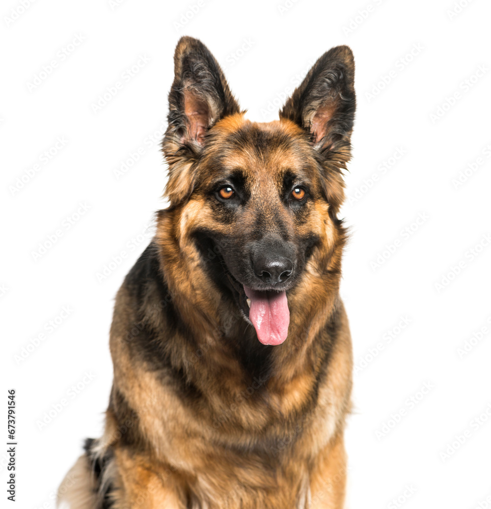 Close-up on a German Shepherd sitting and panting, isolated Close-up on a German Shepherd sitting and panting, isolated