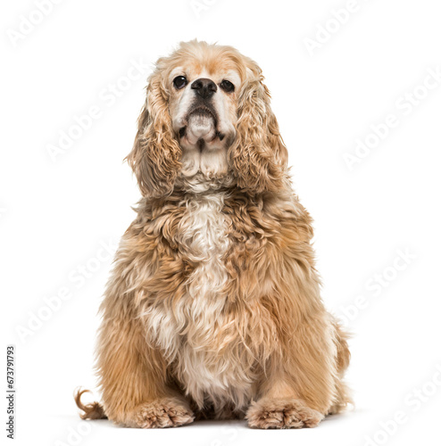 Foto Beige American Cocker Spaniel dog sitting, isolated