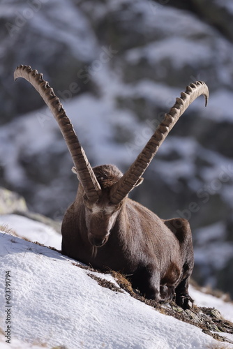 Ibex sleeping