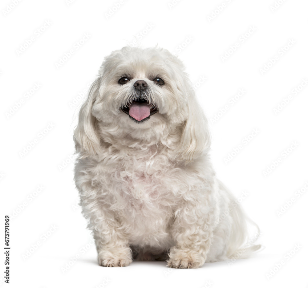 Panting Maltese sitting in front of a white background