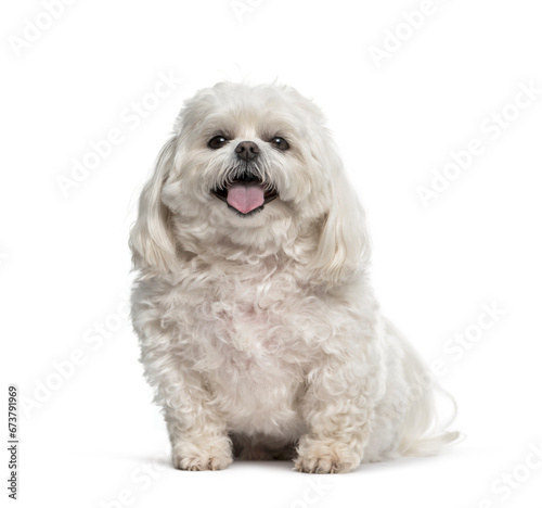 Panting Maltese sitting in front of a white background