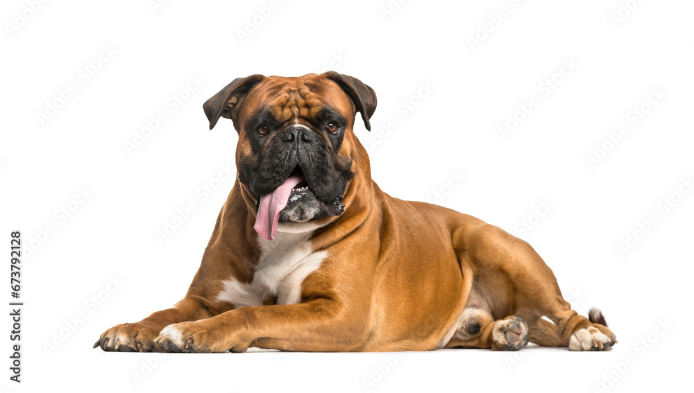 Panting Boxer dog, lying down in front of a white background