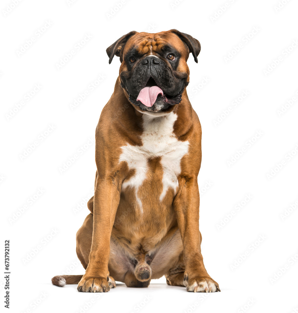 Panting Boxer dog, sitting in front of a white background